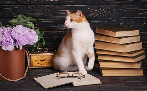 自考学位英语有什么作用? 自考学位英语有什么作用?