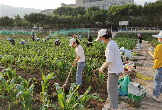 西南大学农业专业学生返校复学后参与作物生产实践课劳作