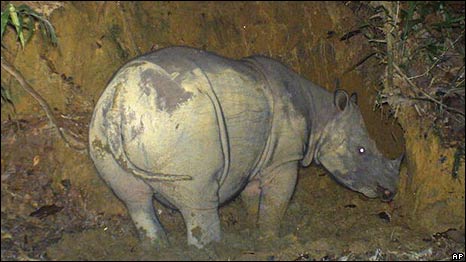 A rare Sumatran rhino