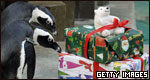 Penguins investigating a present