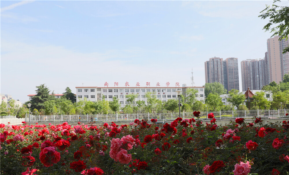 南阳农业职业学院:"点线面"统筹融合 走好乡村振兴大棋局 —河南站