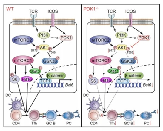 中国农业大学研究组揭示蛋白激酶pdk1调控tfh细胞分化的机制