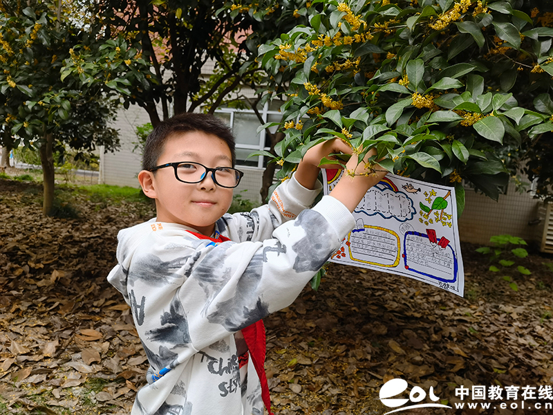 植物记录卡桂花图片